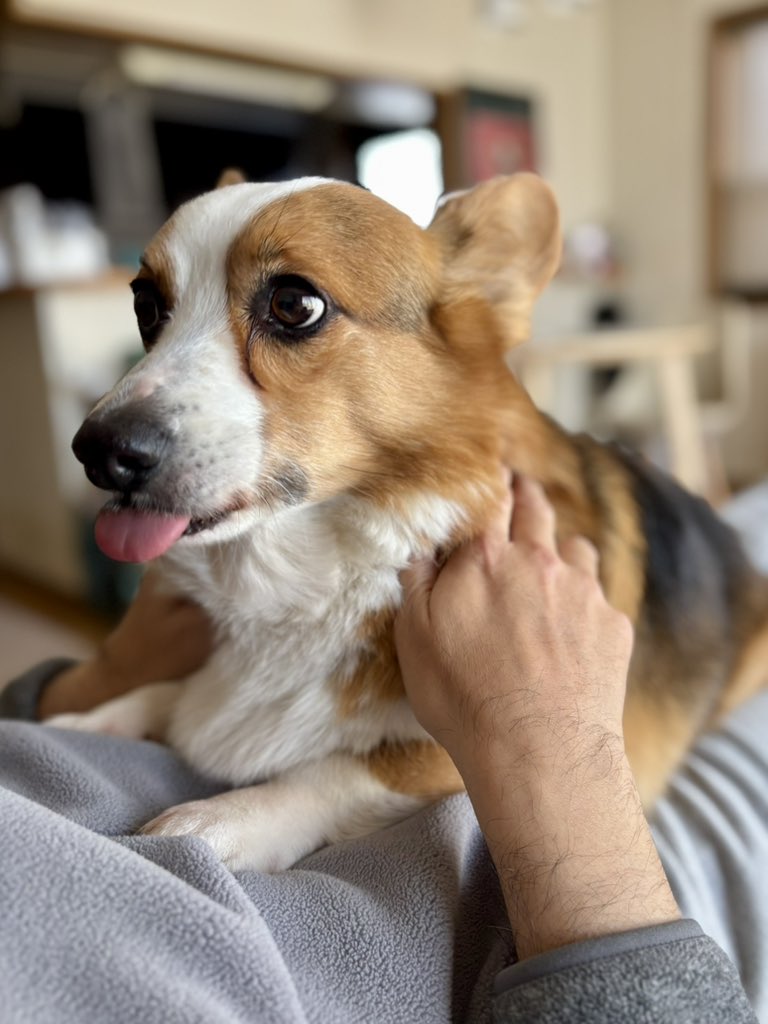 旦那さんとイチャイチャ
#コーギー