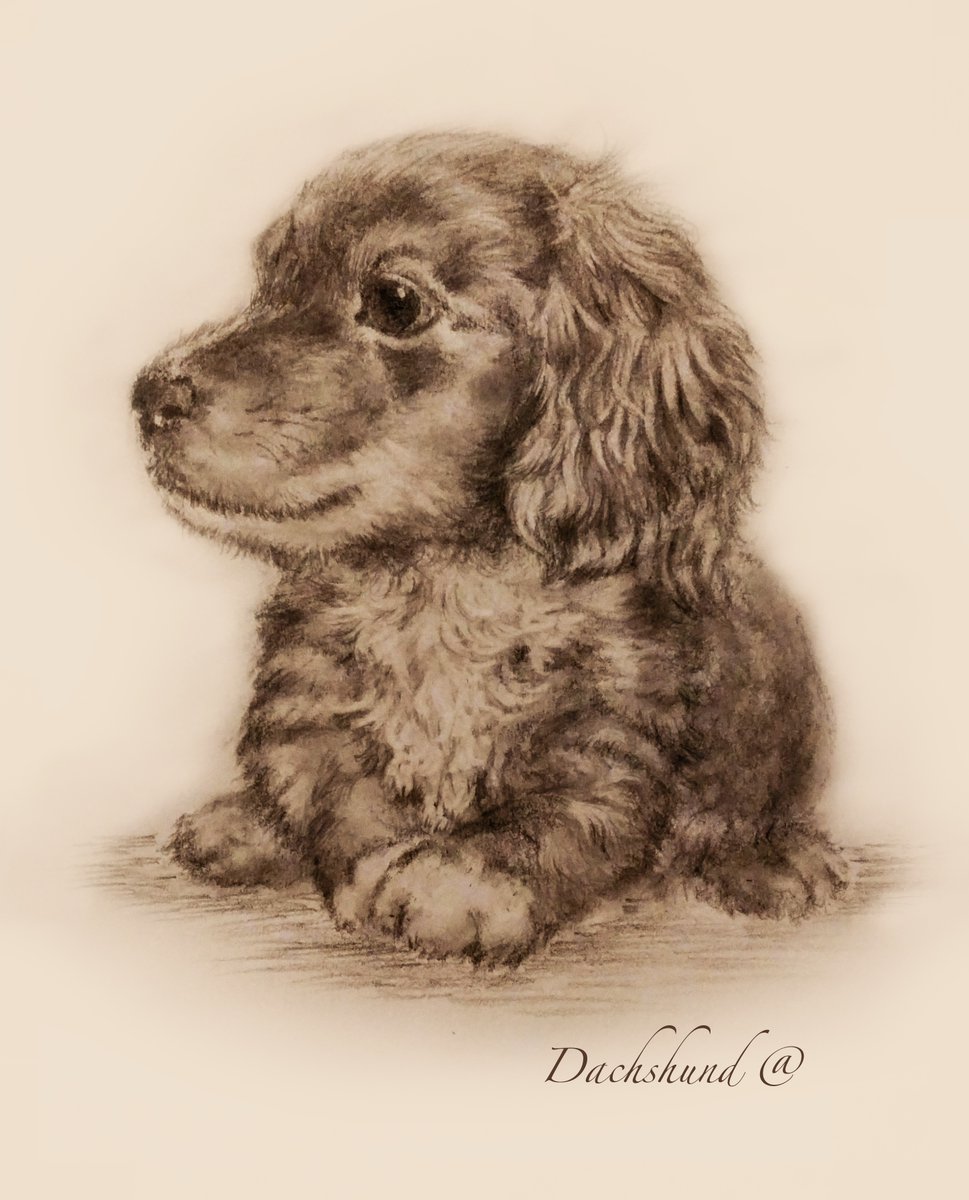 reiko　ペットイラスト わんわんスケッチ練習📔 ＃わんこ絵🐶 まったり｡｡｡U^ェ^U🌻