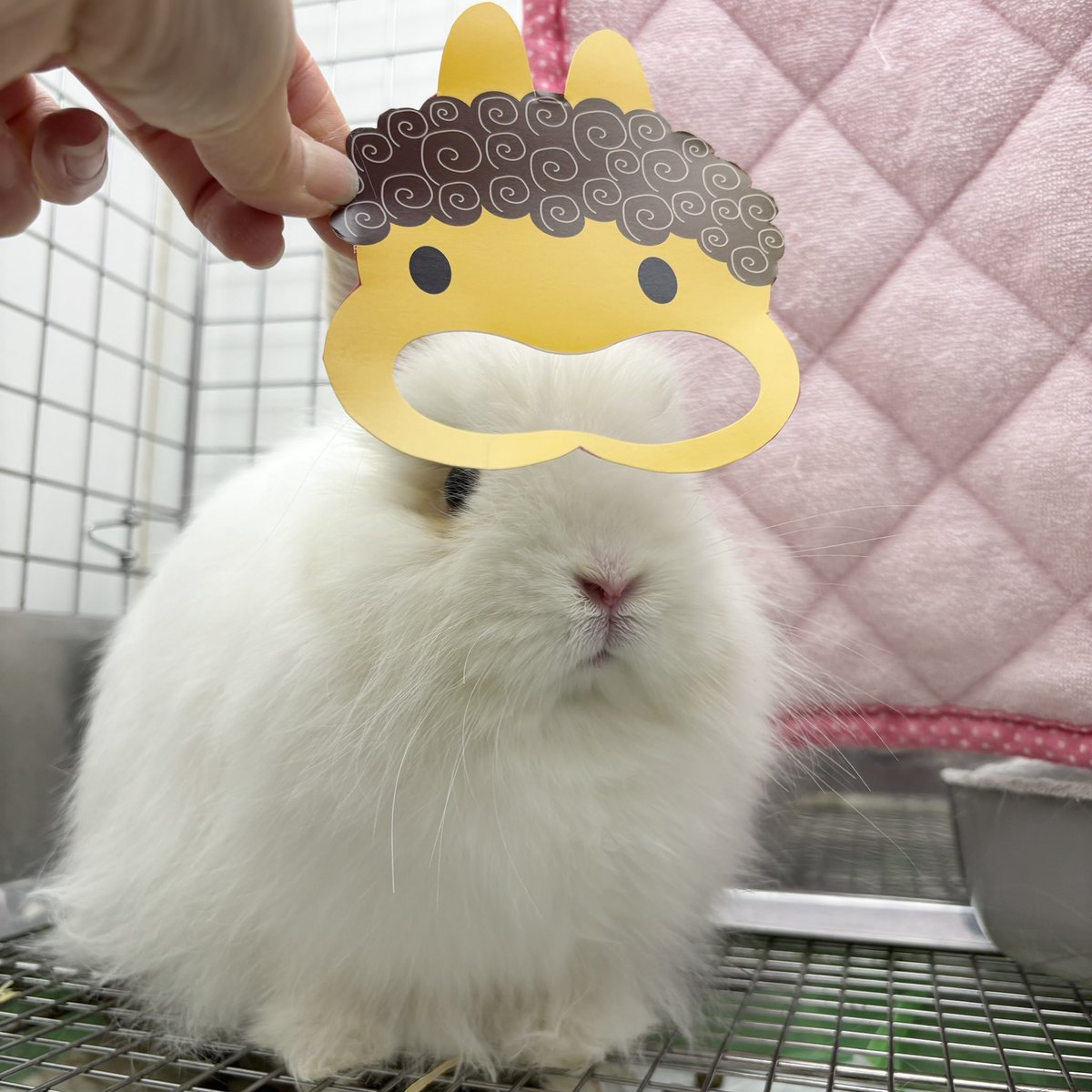 うさぎのしっぽ (@sippo_info) / Posts / X