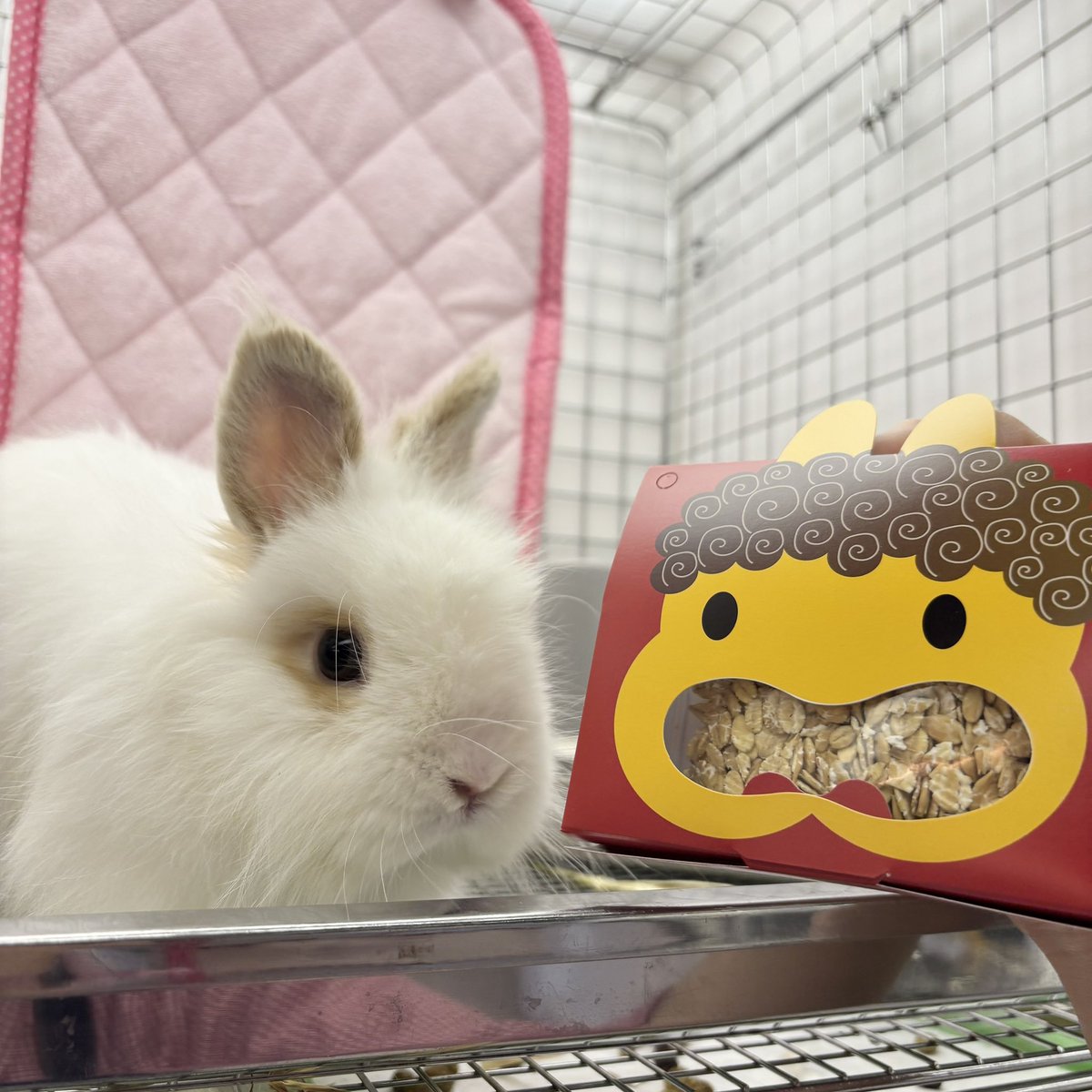 うさぎのしっぽ (@sippo_info) / Posts / X