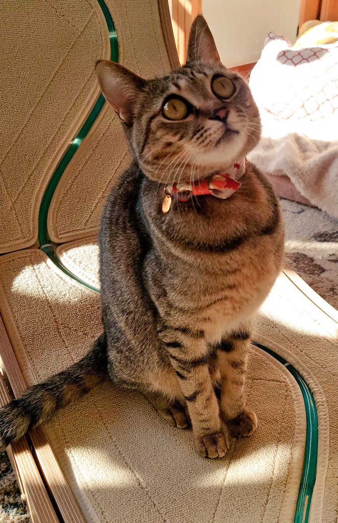 kumatorako2's tweet photo. ぬことても可愛い🐱 https://t.co/7ohe2m6tUS