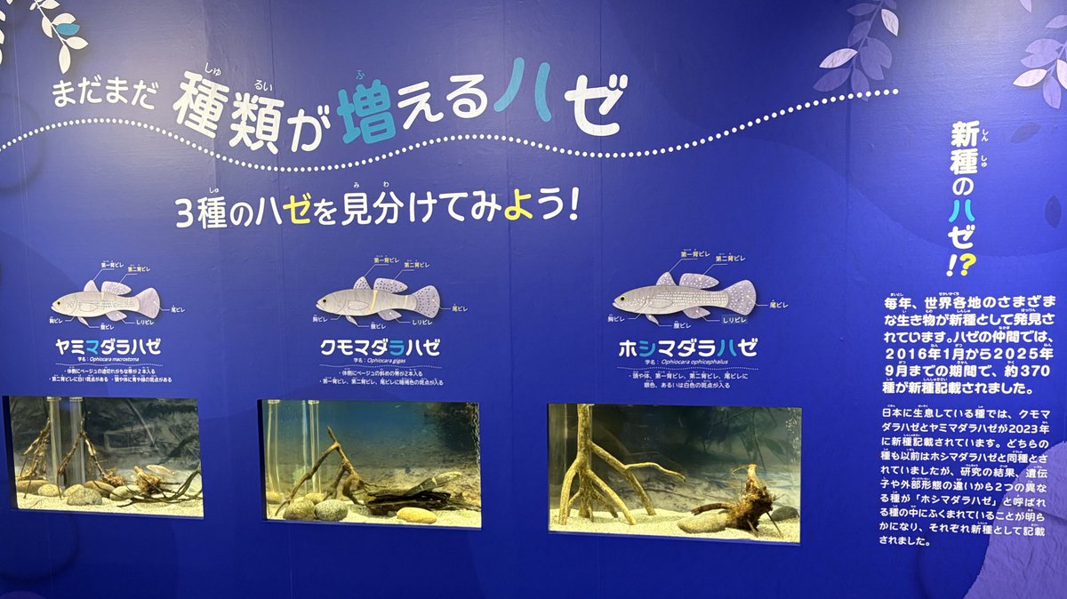 B (@aquarium_B) / Posts / X