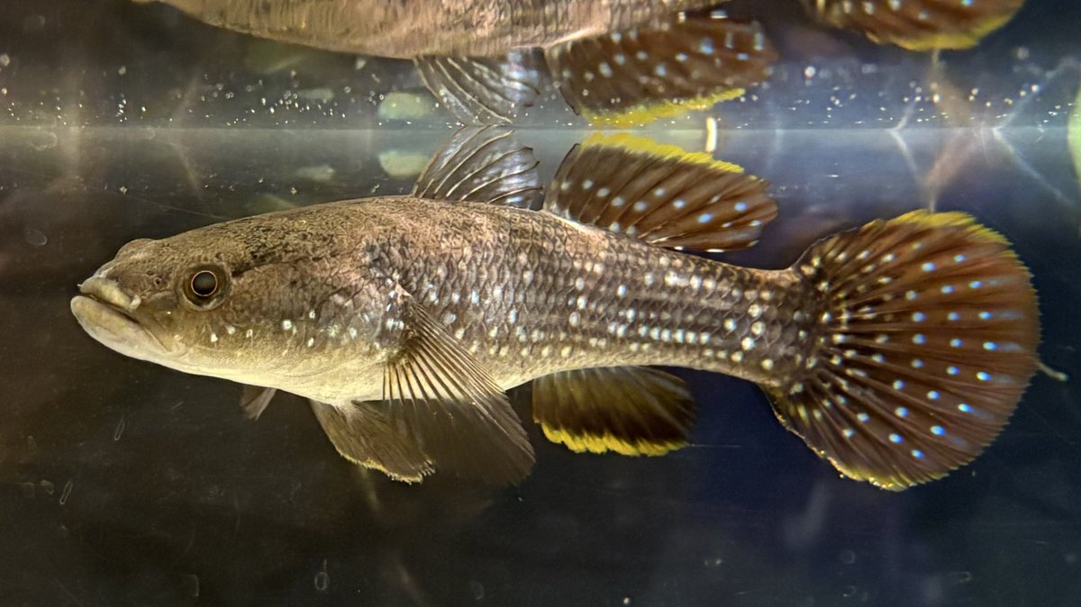 B (@aquarium_B) / Posts / X