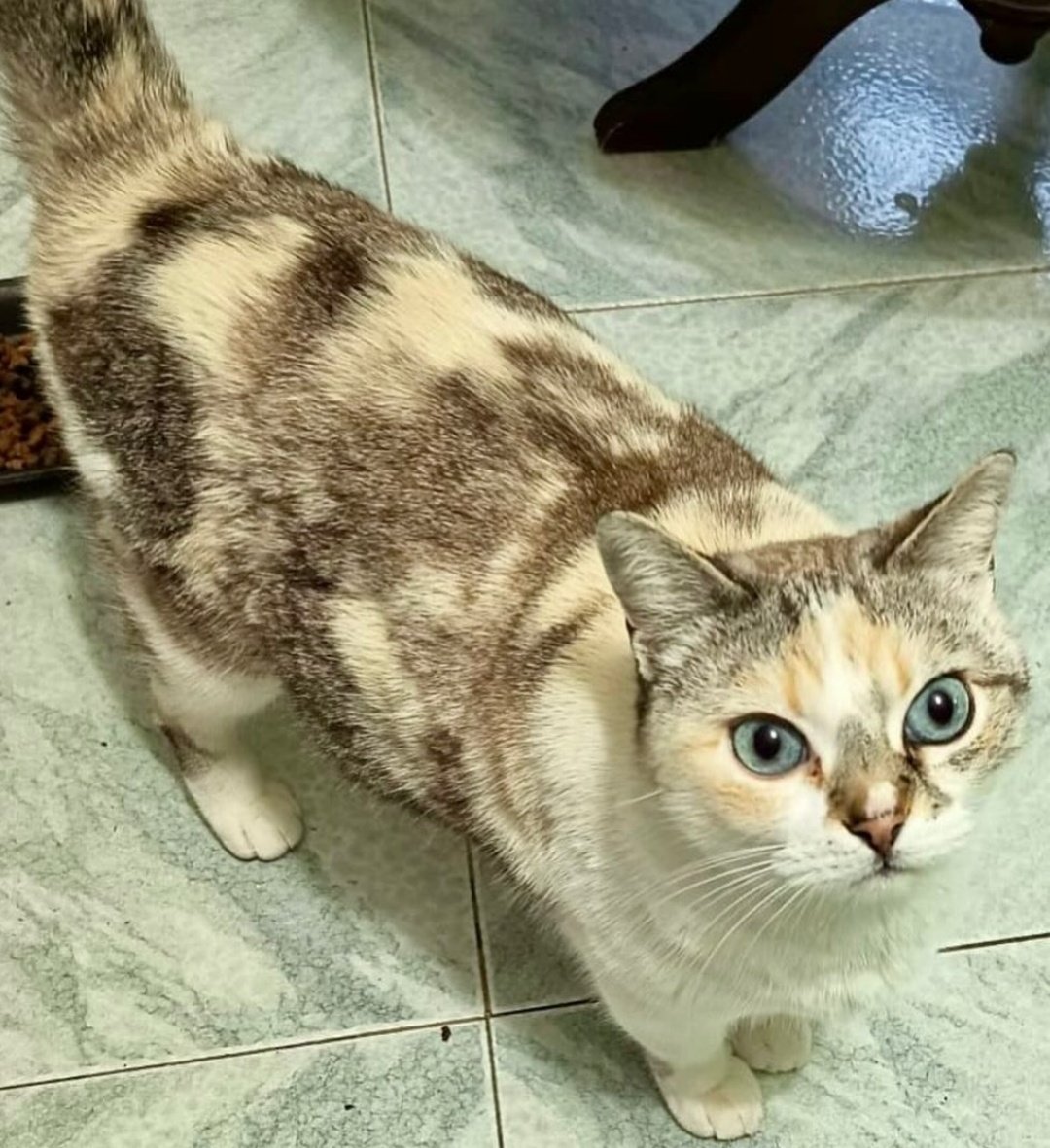 CerMalagon's tweet photo. ¡¡URGENTE!! NECESITAN ADOPCIÓN RESPONSABLE. 
Linda (tricolor) Teodorita (multicolor) Tina (atigrada) y Diego (siamés) 
Adultos pero castrados, muy cariñosos y caseros. Necesitan un hogar o acabarán en la calle 💔
La señora q los cuida tiene q dejar su casa y no puede llevarlos 😭 https://t.co/aq1a9vc33R