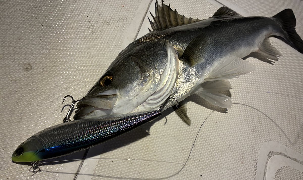 Deviluse_ksk's tweet image. ３ヒット2キャッチ🫴

ボトムの釣りを勉強しにボートへ
いつもは絶対に行わない巻きスピード、トレースコースを学ばせていただきました。

同船者は速攻ランカーを釣っていた為またリベンジしたいところです🔥

#elements
#ディープベイト170