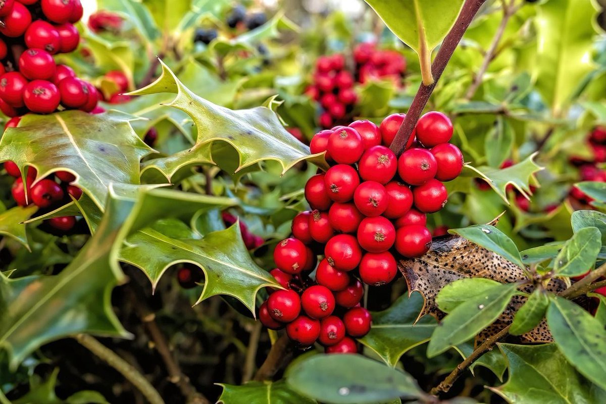 LeafStalAI's tweet photo. Winter Forest Dangers ��� Holly
Common in forests, parks, and hedgerows.
Bright red berries attract pets and children in winter.
Causes vomiting, diarrhoea, drooling, and lethargy in dogs and cats.
Spiny leaves add physical injury risk.
Festive does not mean safe.
#LeafStal #PlantIdentifier #WinterForestDanger #Holly #PetToxicity #SeasonalHazards #PlantsThatBiteBack