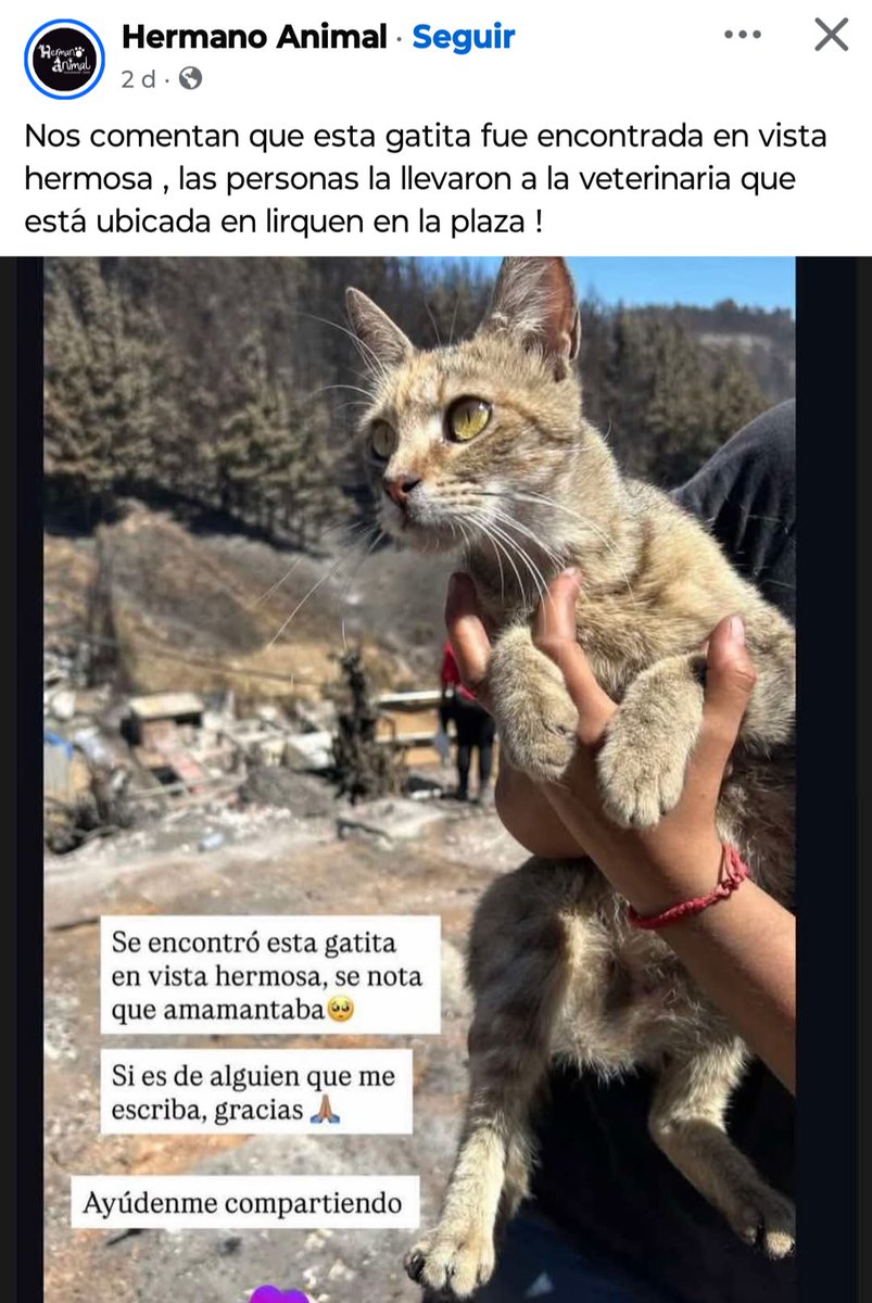 Yo solo difundo, no es mi mascota ni vivo en la zona #Lirquén #Penco #Concepción #Incendios #Tomé #PuntadeParra