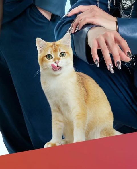 Beside_Lego's tweet image. เลโก้ไบ้คำว่าแมวแล้วทำหน้าแบบน้องริณคือแสบมาก พิธีกรถึงกับงงว่าแมวทำหน้าแบบนี้หรอแต่แฟนคลับตอบได้หมดเพราะใช่เลย55

like mother like daughter มากกกก🥹

LEGO WITH KATE LIVE
#KATExLego_Rapeepong
#Lego_Rapeepong #LYKN