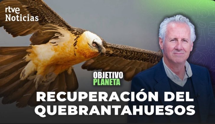 Proyecto LIFE Pro Quebrantahuesos tweet media