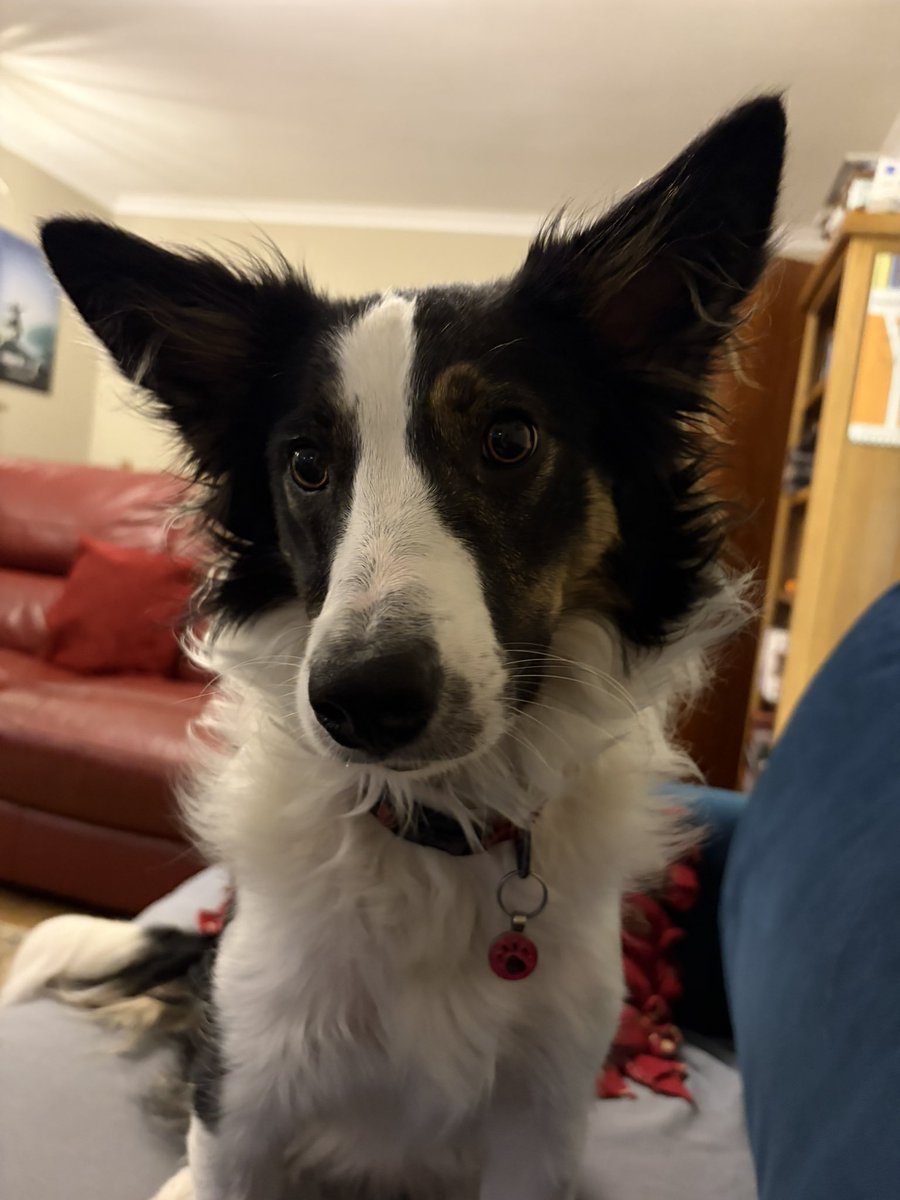 Puppy Bess and Auntie Kes tweet media