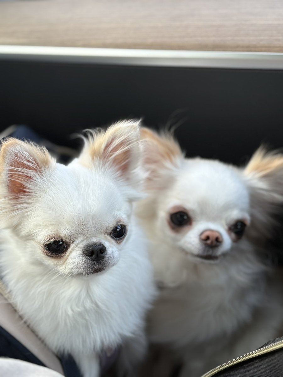 チワワのくぅちゃん♡Rin♡Lulu (@etsu0122p) / Posts / X