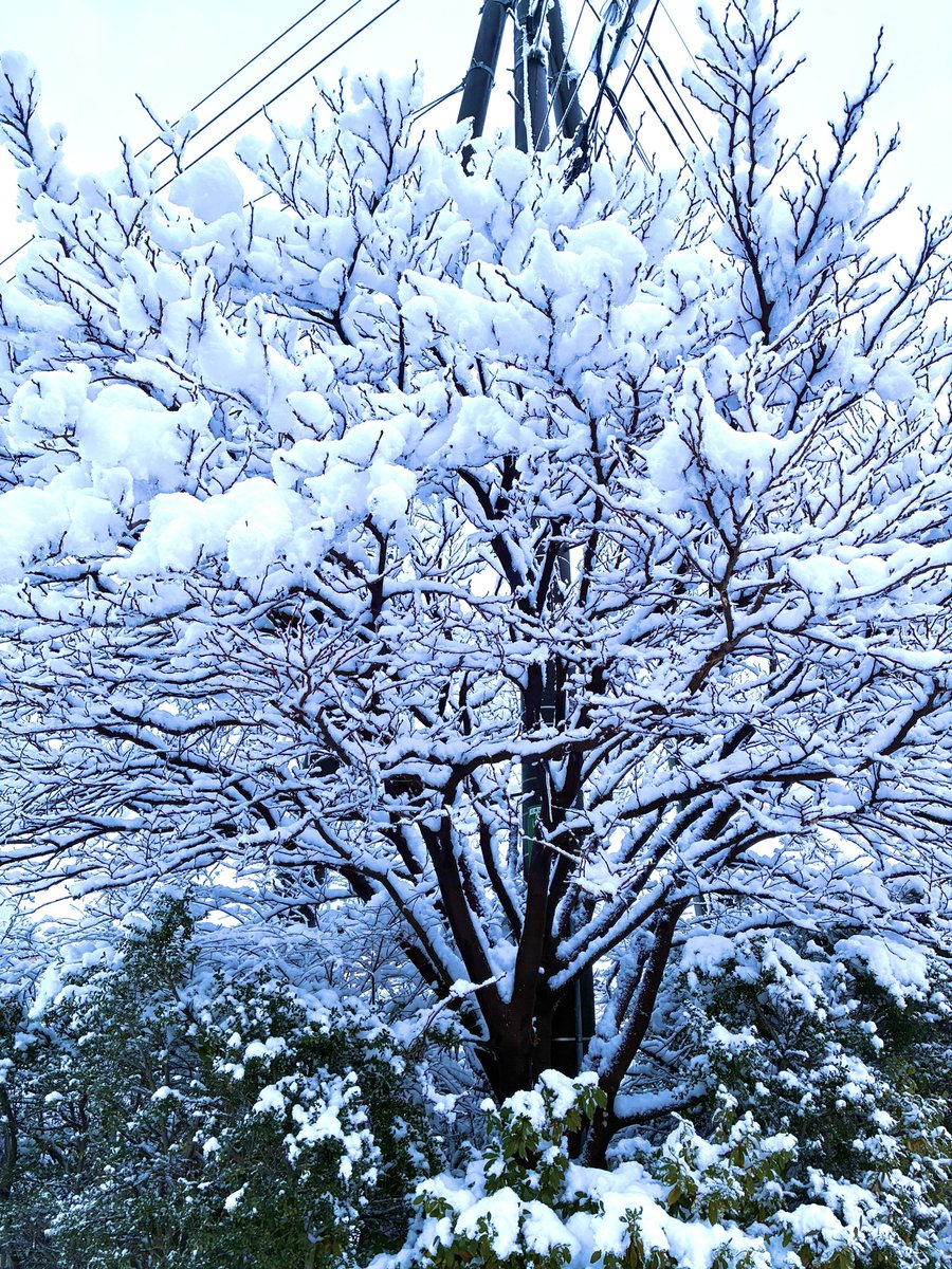 🌳雪の華❄️.*˚ #2026年1月24日 #雪の華