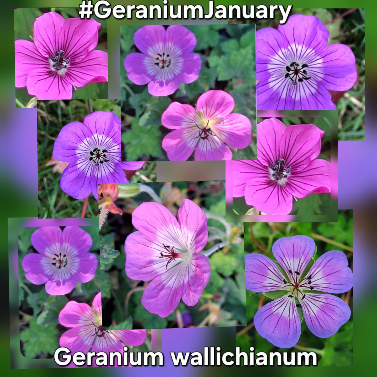 groodendorst's tweet photo. Saturday the 24th of #GeraniumJanuary. 
Today's the turn of Geranium wallichianum or Wallich's cranesbill.
The epithet 'wallichianum' refers to botanist and plant hunter Nathaniel Wallich. His name is seen next to many of the plants and trees he collected. https://t.co/wYs2aRKNlw