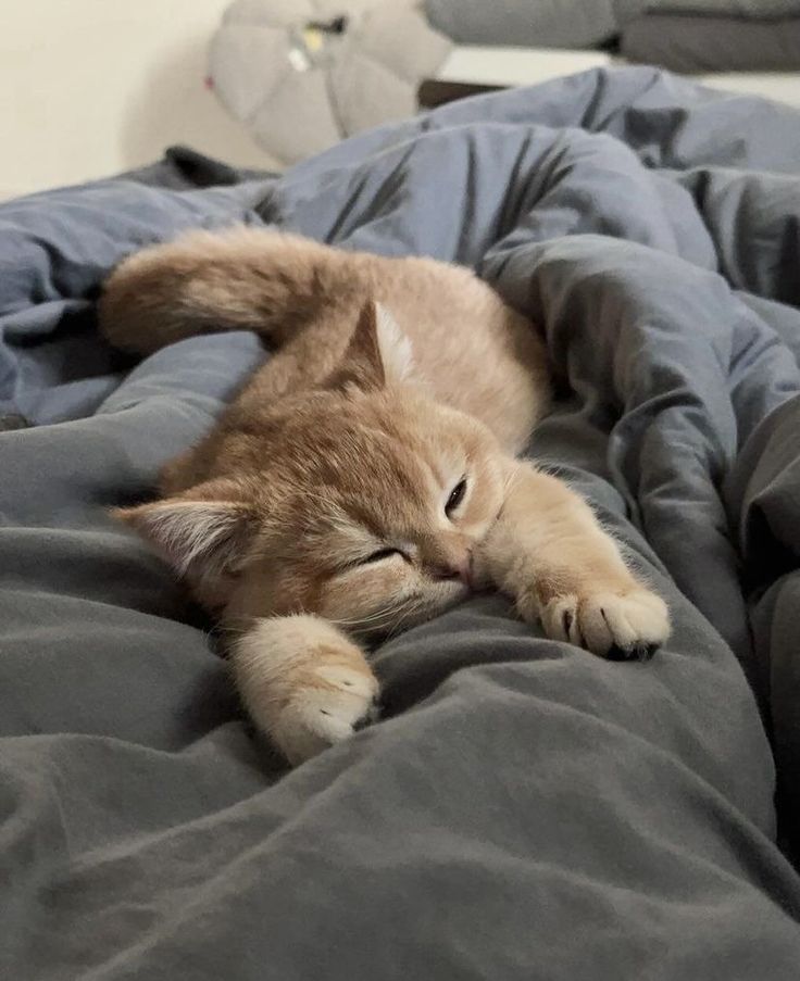 Cat 🐈 tweet media
