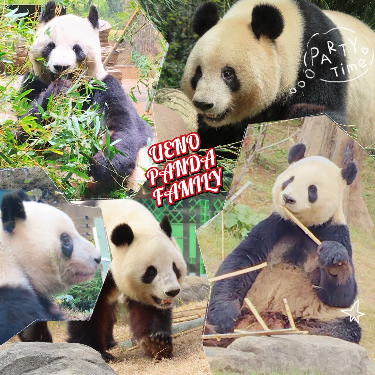 リーリー🩵シンシン♥️シャンシャン🩷シャオシャオ💚レイレイ