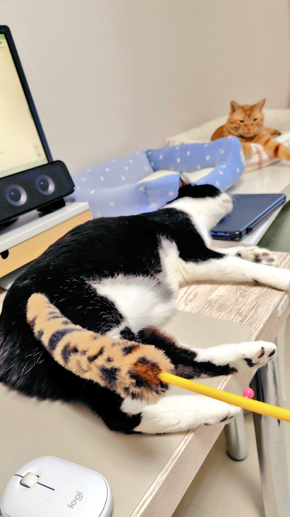 福嶋ユッカ tweet media