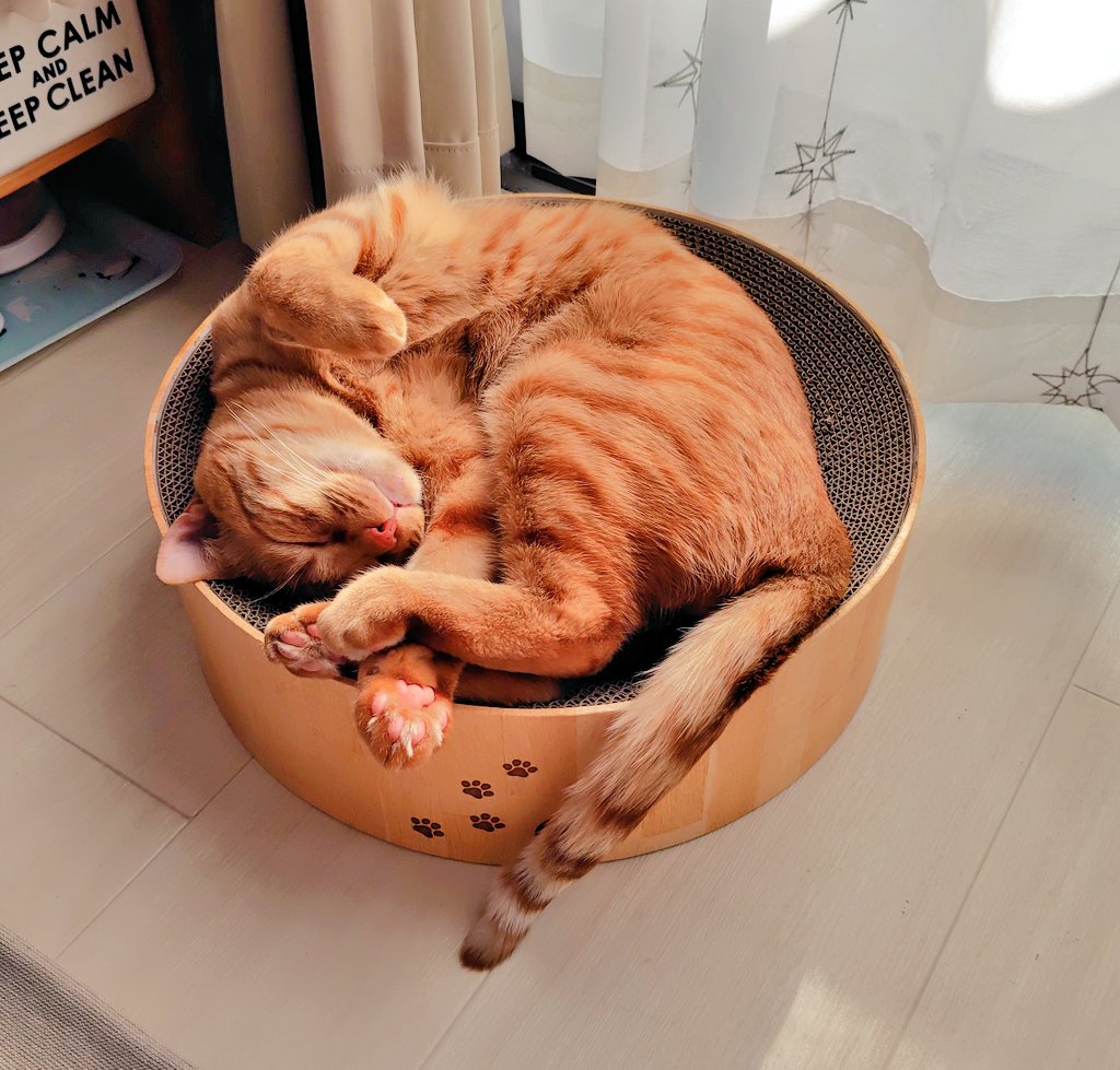 福嶋ユッカ tweet media