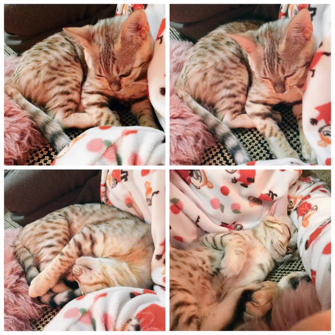 ちっちゃいアリタン可愛い 