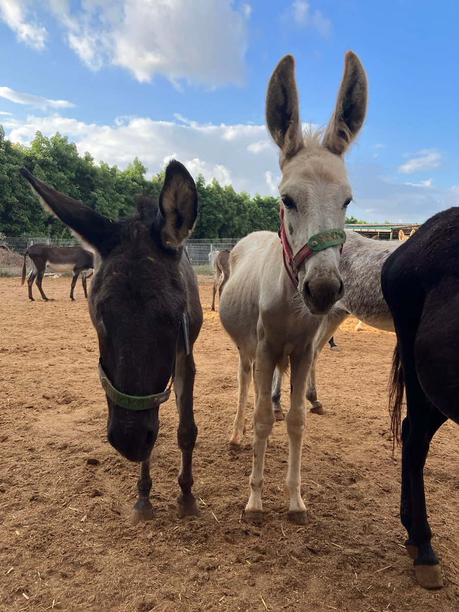 💚 We rescued Murphy in 2007; he got urgent medical treatment as his body was covered with wounds &amp; he'd lost an eye due to being beaten with electric cable 😪💔 He's so happy now &amp; loves his life with us 😊
🚨 Your support makes these rescues possible 👏🙏ow.ly/ctVo50NLPAc