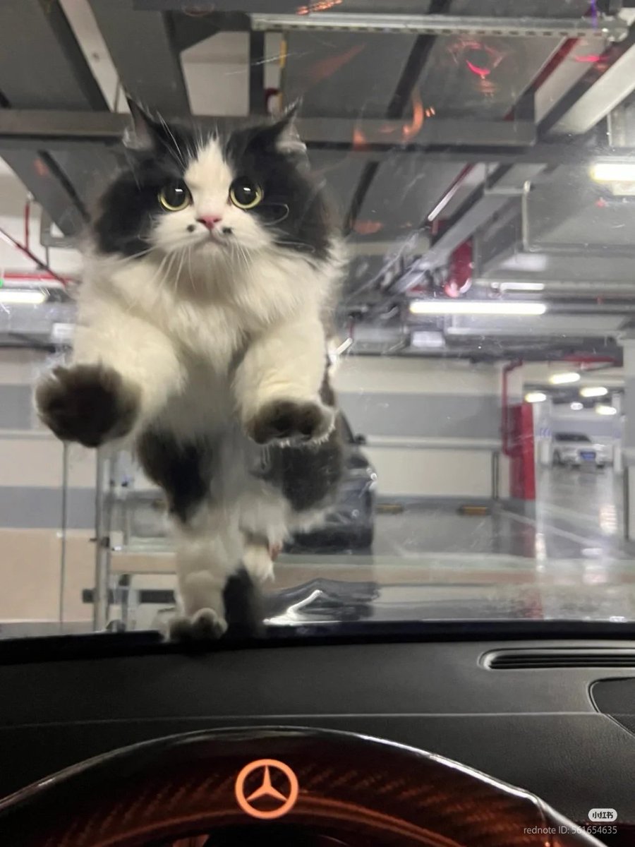 nocontextscats's tweet image. OPEN THE DOOR! 😾