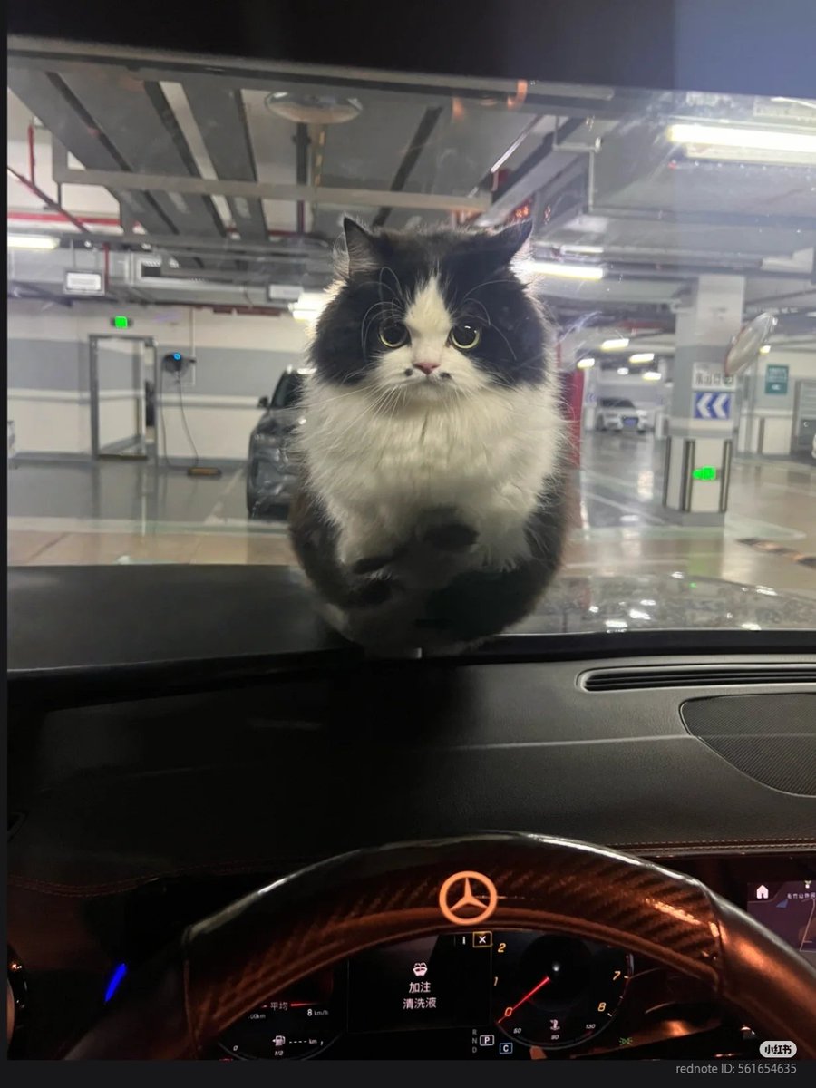 nocontextscats's tweet image. OPEN THE DOOR! 😾