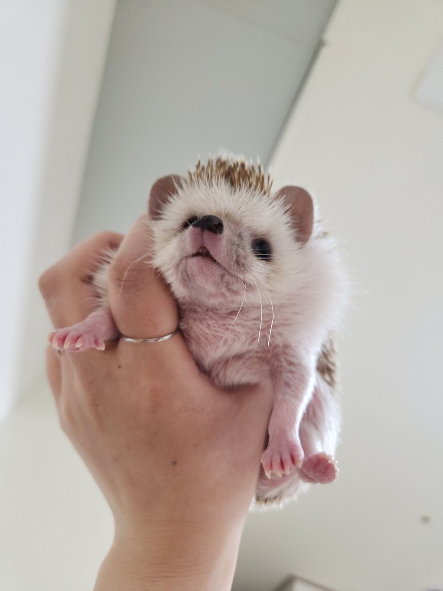 나 곧 3살인데 왕 건강하다?! 다들 날 닮도록!!!