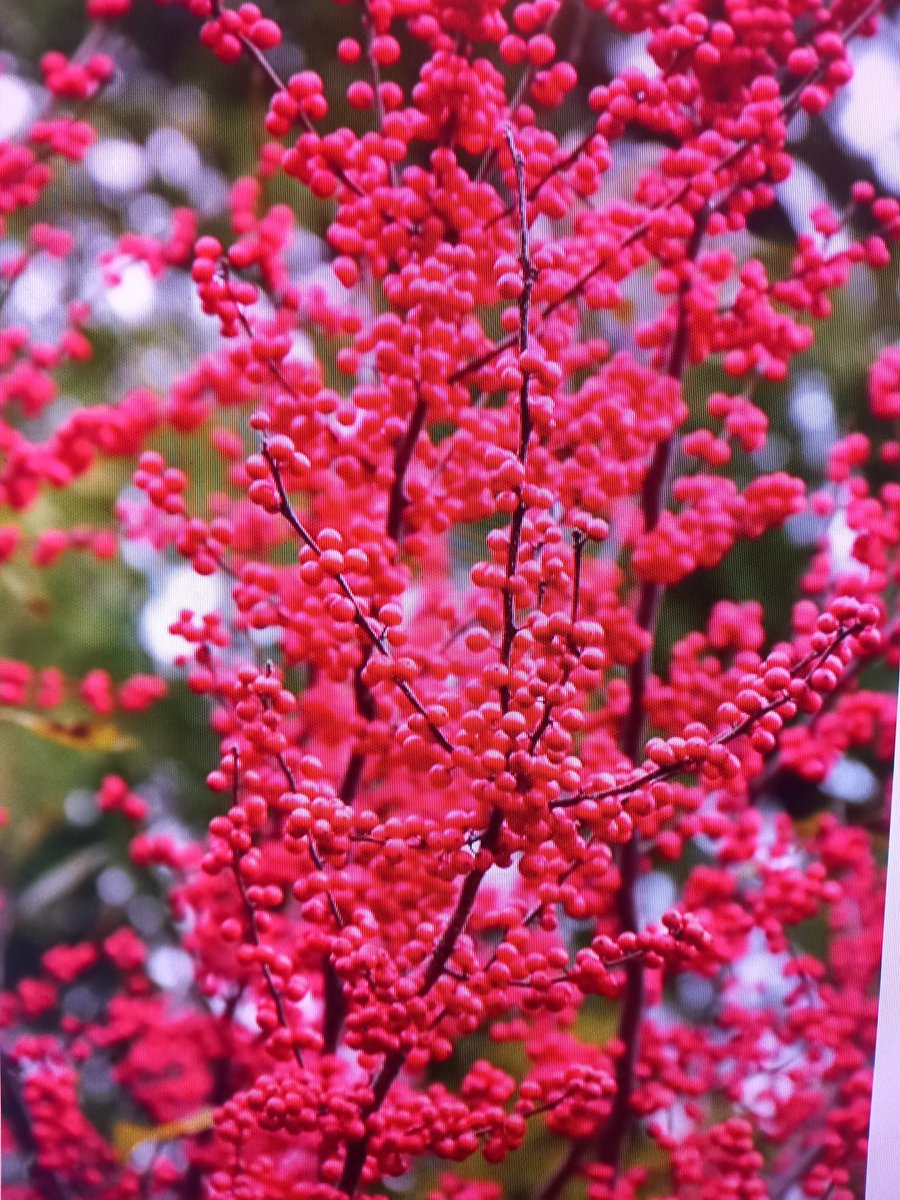 G Ü N A Y D I N..dostlar güzel hafta sonları...