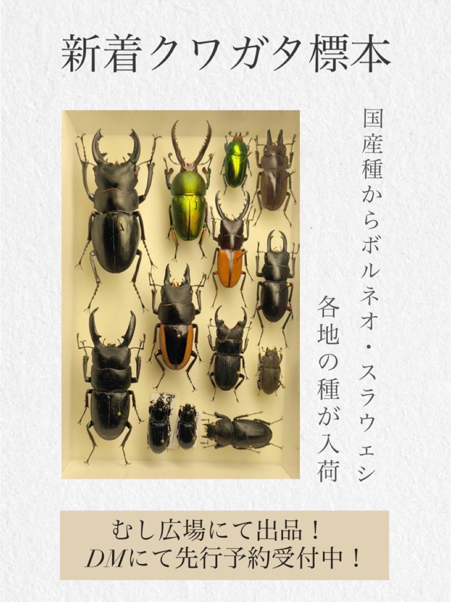 アキ 貴重 ウミアメンボ 標本 2匹 全てが桁違い」 20万円かけて“とんでもない虫”買ってみた 見たことない