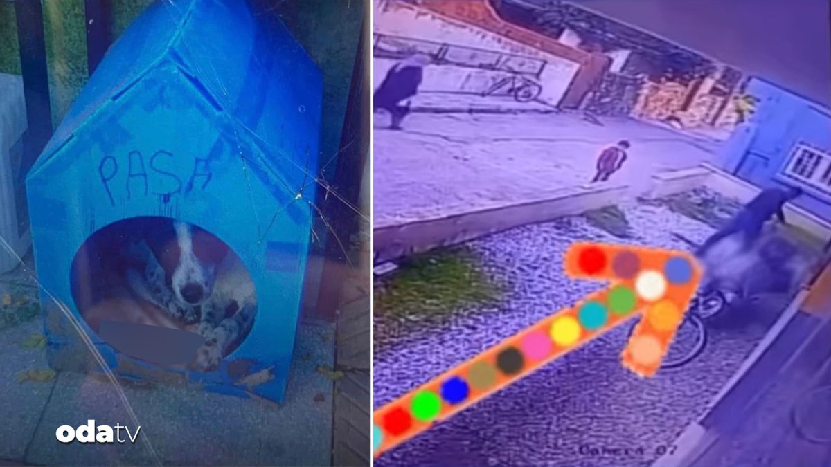 Manisa'da mahallelinin baktığı 'Paşa' isimli köpeğin, bir şahıs tarafından darp edilerek öldürülmesi sosyal medyada hızla yayıldı. Çocuğunun da o anlara şahit olması tepkileri artırırken, o görüntüler sonrası akıllara Eros ve Cezve kedi ile Matmazel köpek geldi.