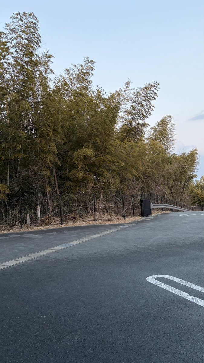 Post by りゅう Fazer FZ-1 & SR400 on X: よく見る竹林ww