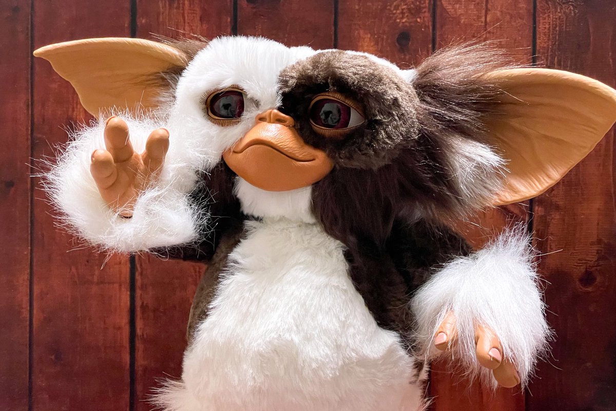 今日のギズモちゃん☺️ #GIZMO