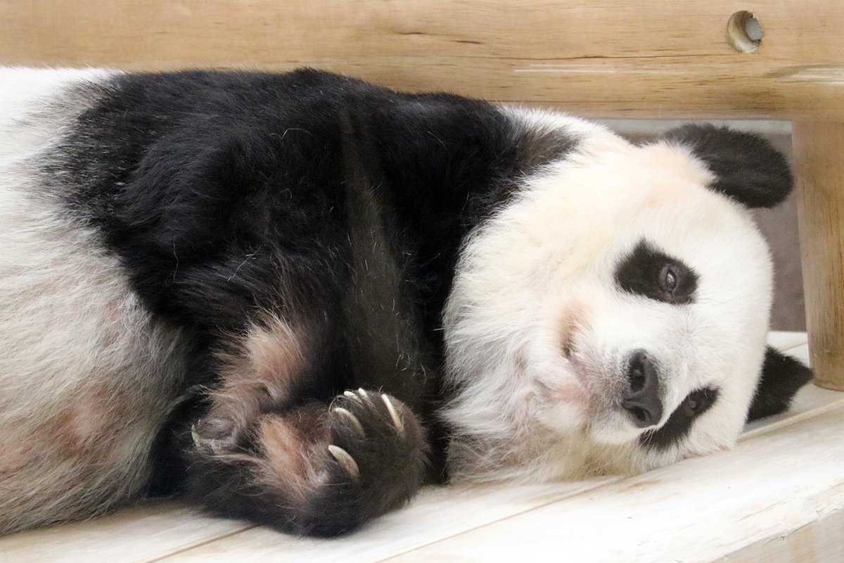 いいイメージが、よい結果を生むのよ」🐼✨️ #水曜日のお嬢様