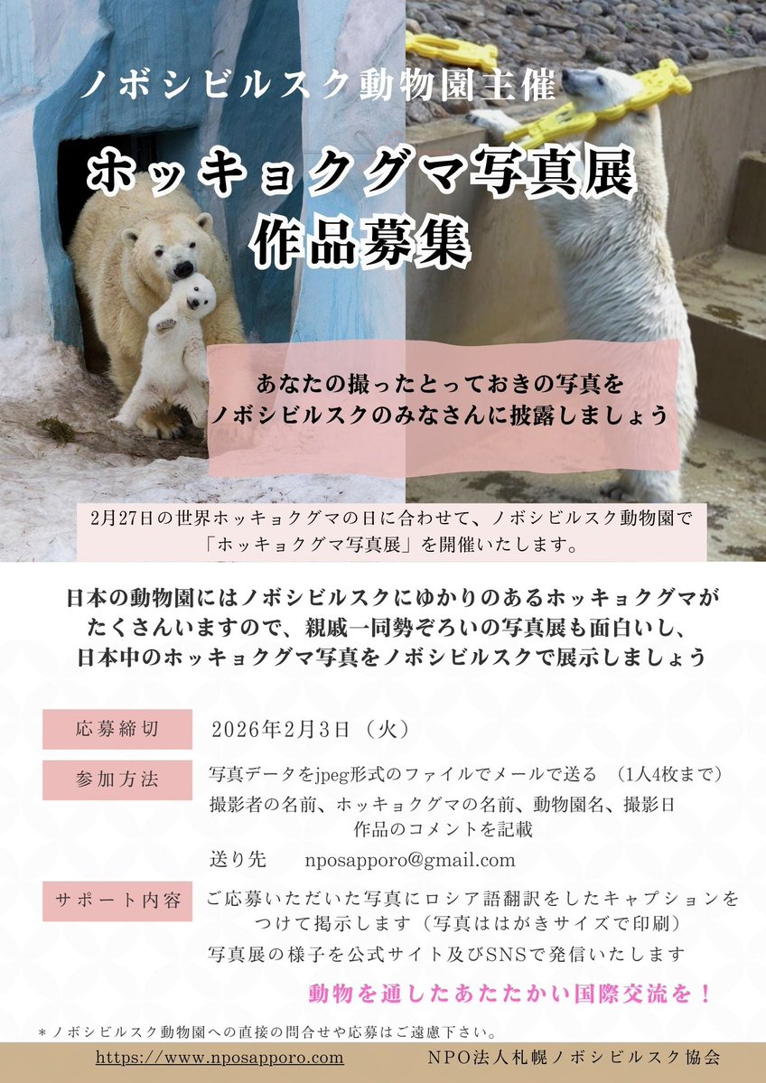NPOsapporo's tweet image. ノボシビルスク動物園に行く度に飼育員やショップのスタッフに「シルカは元気かい？」と聞かれます。
＊シルカはイッちゃんのノボシビルスク動物園時代の名前です🐻‍❄️
たくさんの素敵な写真をお待ちしております😊
#ホッキョクグマ