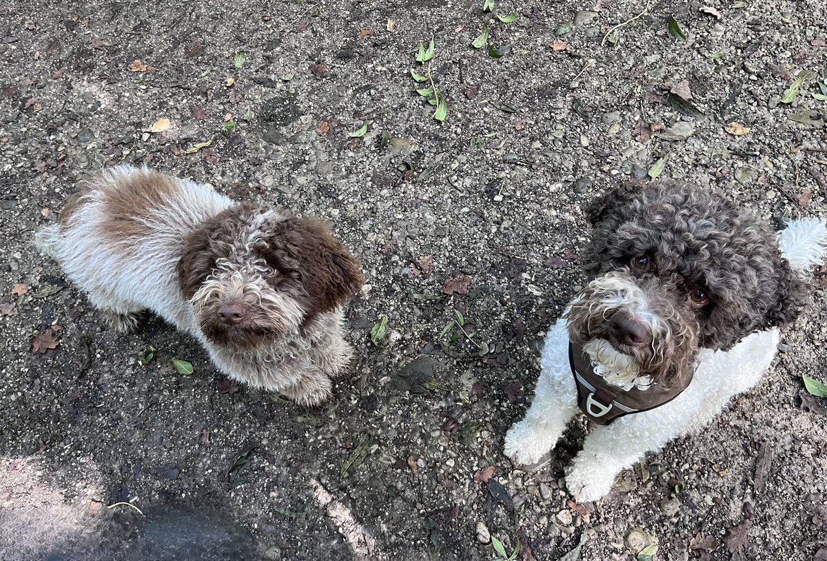 Wie funktioniert eigentlich ein Anti Zieh Geschirr? Hat wer eins und bringt das was?

Frage natürlich für einen Freund 🙄