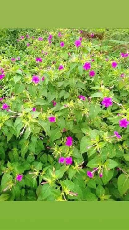 OlawaleOlanir12's tweet image. ASEJE owo ( concoction for money )

Eran maalu 16 

Tanagbowo 16 

Itana tanagbowo 16 

ATA ijosi 16 

Ewe Ola die 

Grind the leaves , ewe Ola and the ATA ijosi together 

Add plam oil and salt 

Cook and drop on osuka aso funfun 

Say prayer before eating