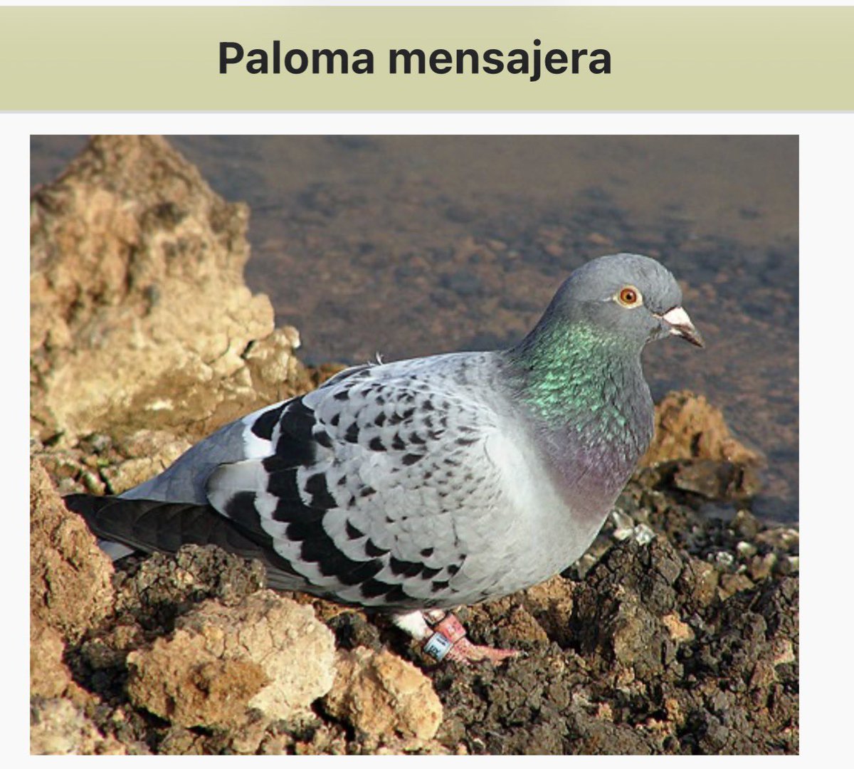 Sistema de comunicación y geolocalización de los trenes