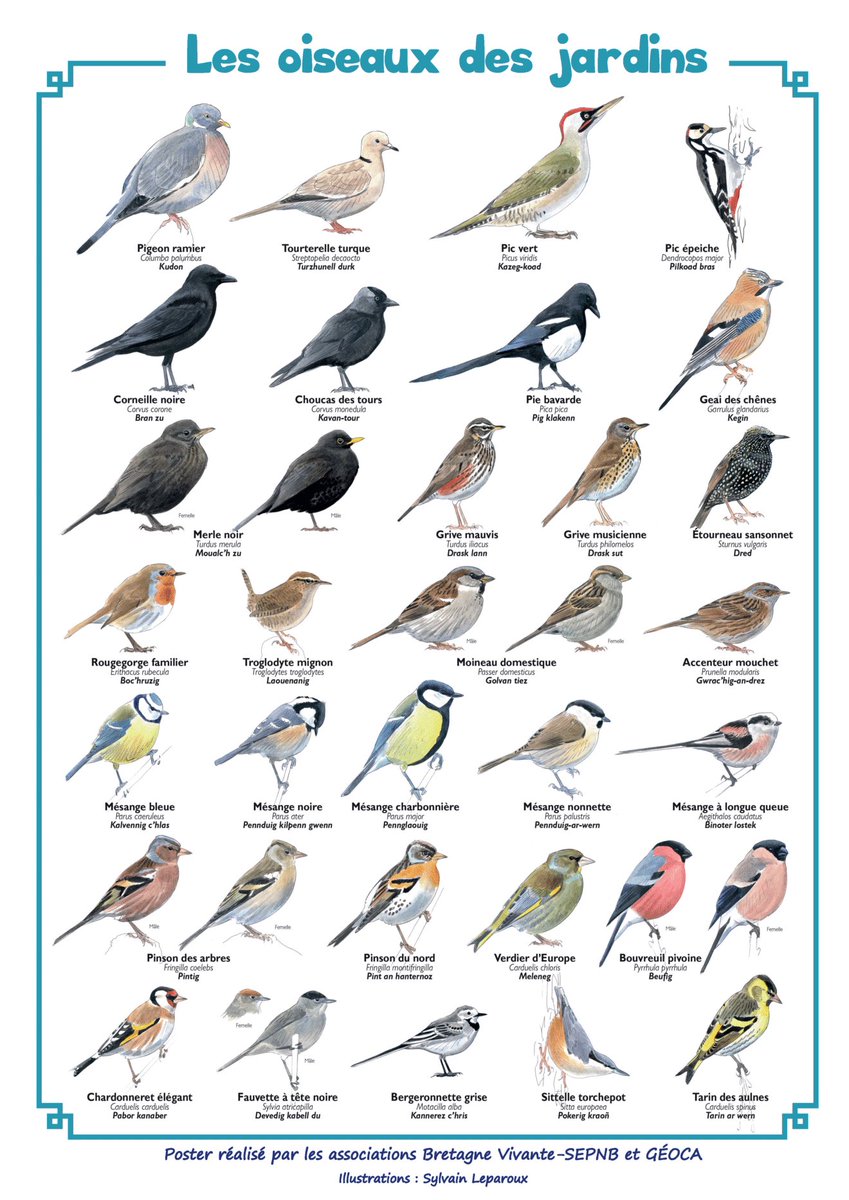 🟢 24 et 25 janvier : Comptage national des oiseaux des jardins.

Les 24 et 25 janvier, a lieu partout en France le Comptage national des oiseaux des jardins, une opération de science participative lancée par la LPO et ses partenaires.
C’est une excellente occasion de lever le