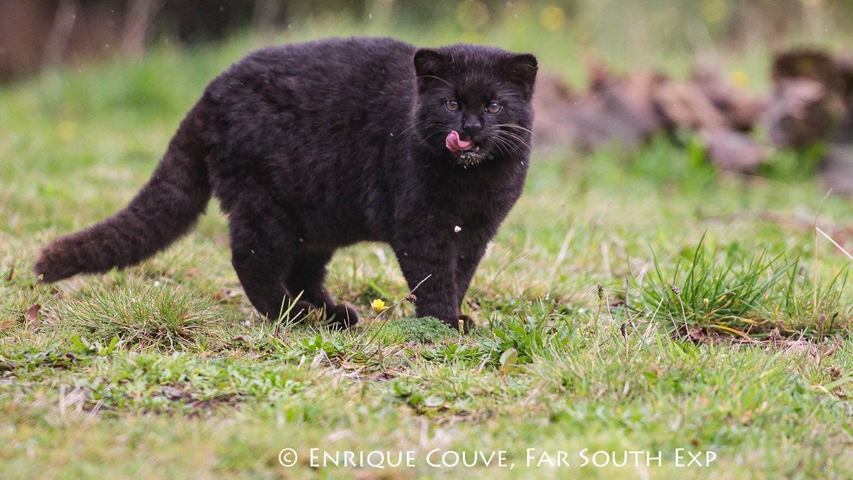 AMAZlNGNATURE's tweet image. Let me introduce you to the Melanistic Kodkod or Guiña. Native to central and southern Chile. Smallest wild cat in the Americas, weighing in at 5 lbs on average  😭🐈‍⬛🖤