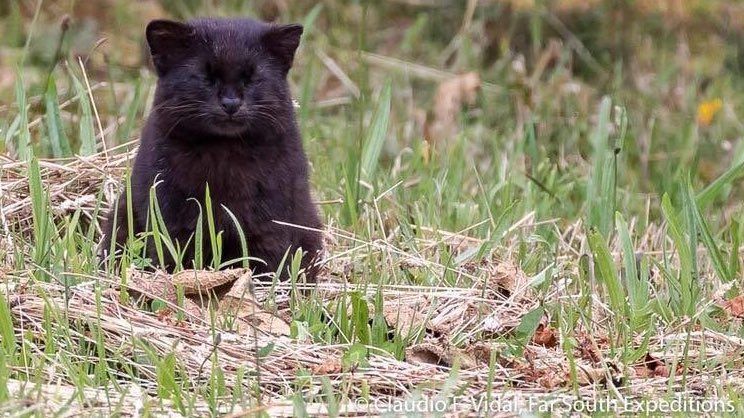 AMAZlNGNATURE's tweet image. Let me introduce you to the Melanistic Kodkod or Guiña. Native to central and southern Chile. Smallest wild cat in the Americas, weighing in at 5 lbs on average  😭🐈‍⬛🖤