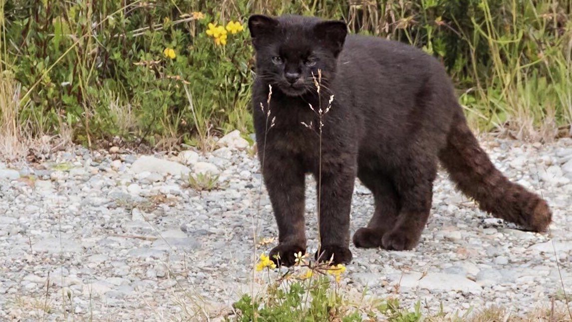 AMAZlNGNATURE's tweet image. Let me introduce you to the Melanistic Kodkod or Guiña. Native to central and southern Chile. Smallest wild cat in the Americas, weighing in at 5 lbs on average  😭🐈‍⬛🖤