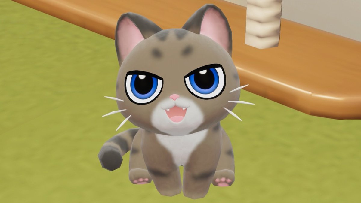 🏠️我が家に 新しい家族𓃠 まろん♀ お迎えしました～ฅ(*´꒳`*ฅ)ꪆﾆｬﾝ