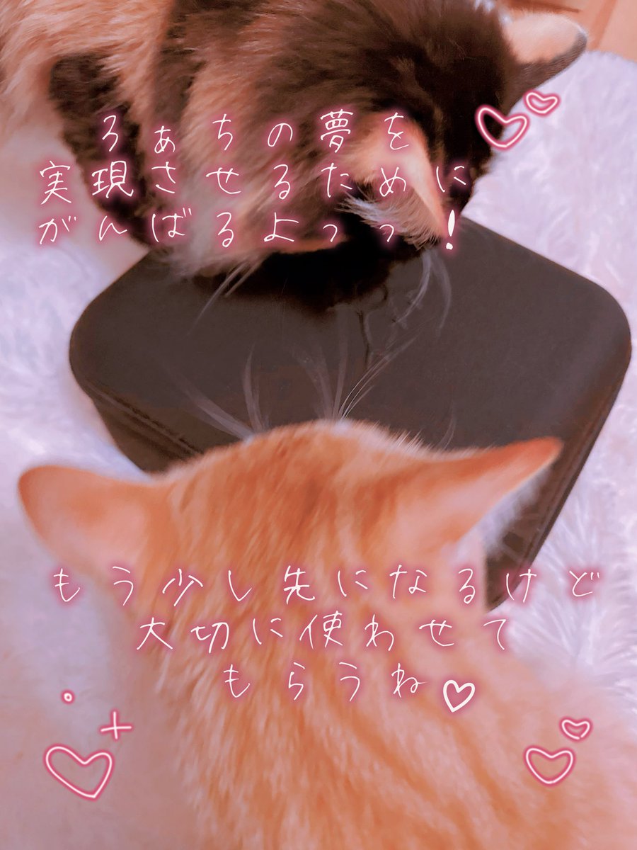 くまꔛᰔᩚ。ページ❁⃘*.゜ 変態紳士なにんげんさんから接続できちゃうぇちちなおもちゃの贈り物