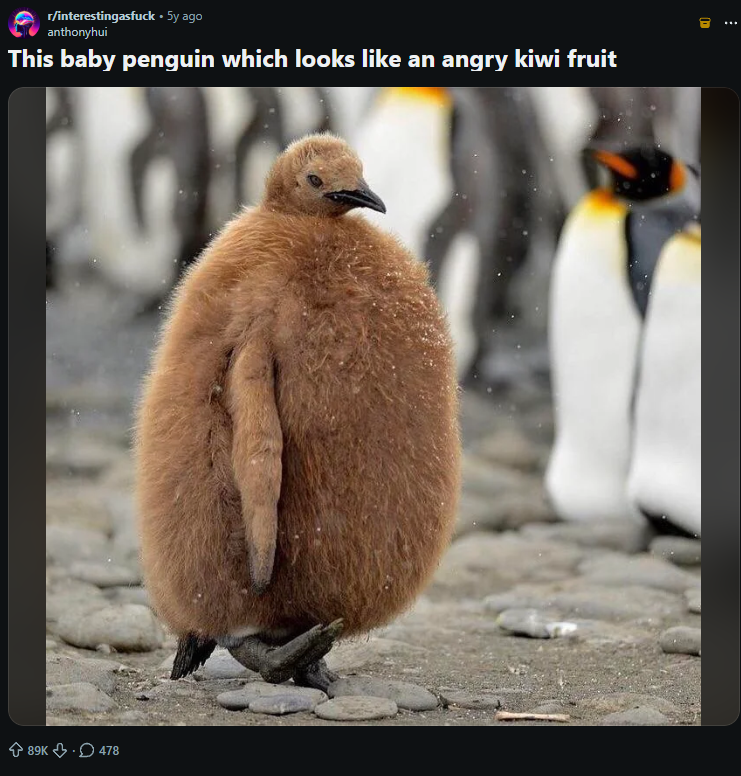 Euclidilean's tweet photo. This is insane!  

An angry kiwi fruit-looking penguin is viral in a Reddit post with 89k likes, and none has been done before. 

This is perfect for penguin meta

https://t.co/XntV6yP2C6 https://t.co/K9ujFlenLt