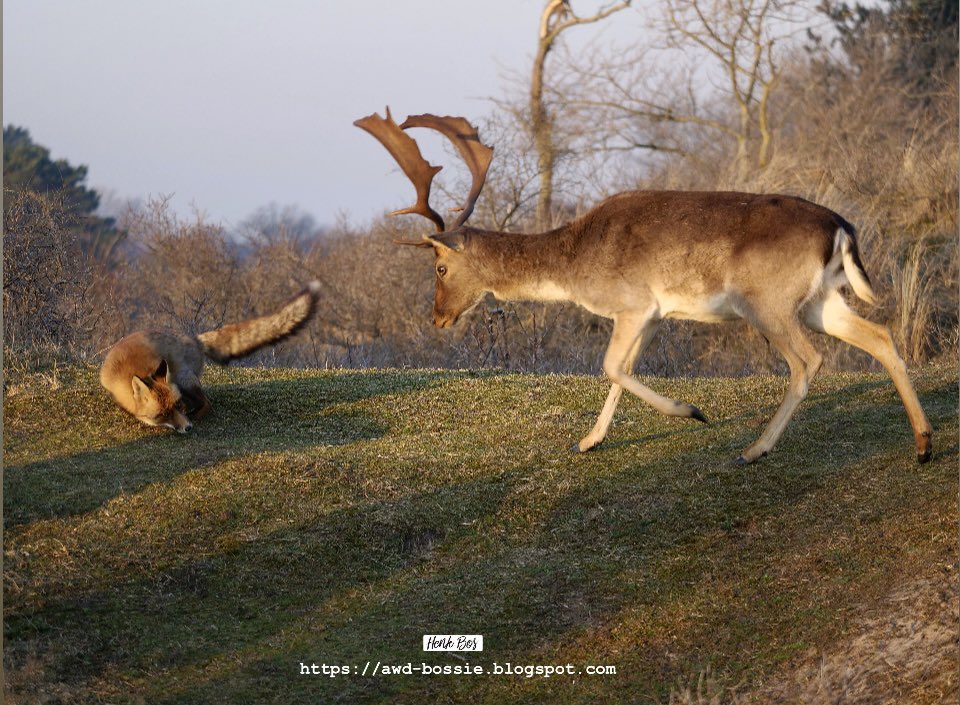 awdbossie's tweet photo. De vos en het damhert …. 
De vos moet nog uitkijken dat het damhert niet uithaalt met z’n rechter 🥊 
Serie op Instagram 
(Archief) #awduinen #awd #damhert #vos #duinen #duin https://t.co/45lforPbcF
