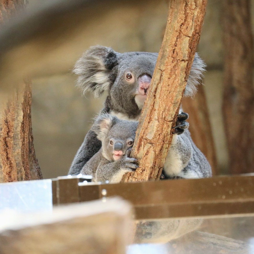 おぐらとーすと. (@zoo8730) / Posts / X