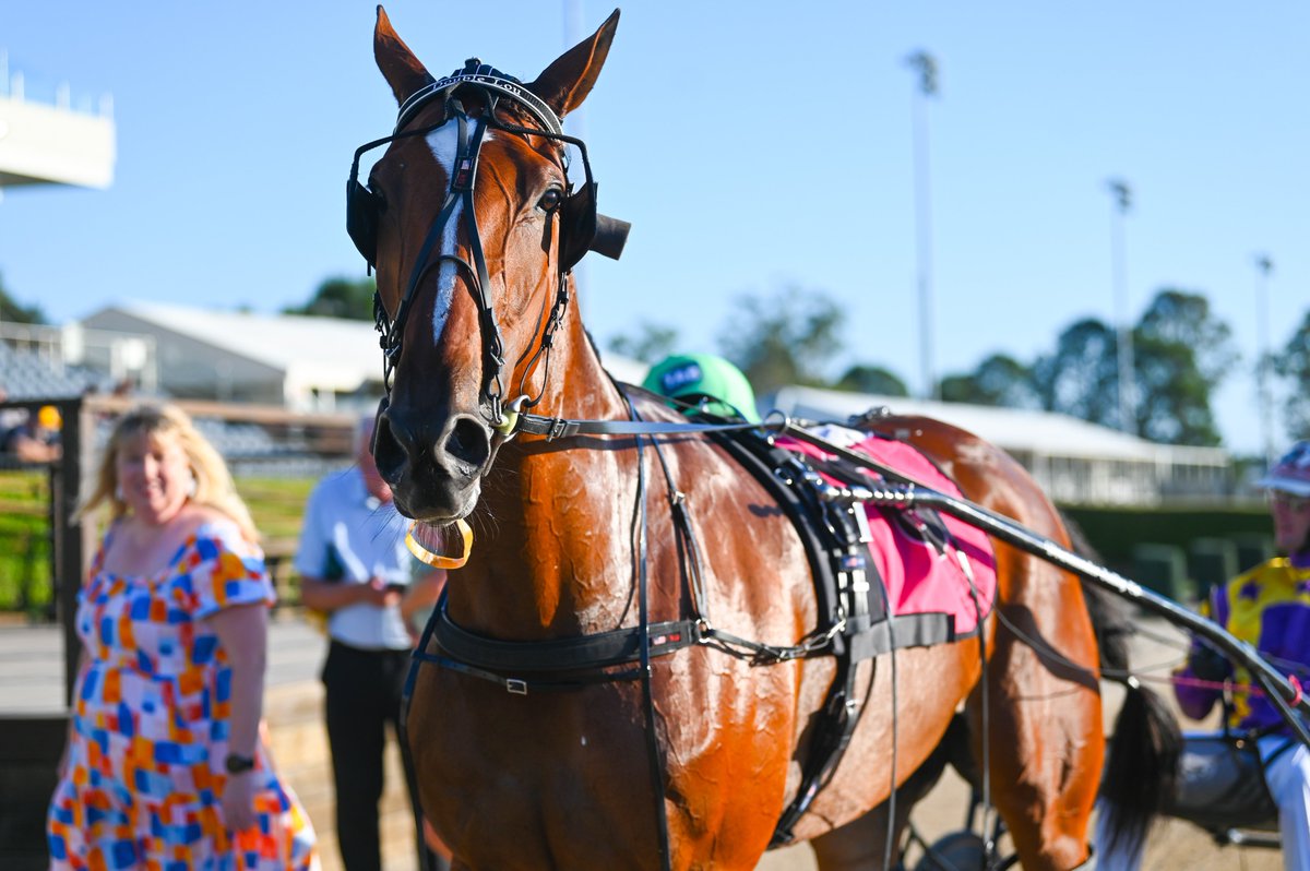 Club Menangle tweet media