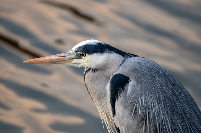 アオサギ アップで 
