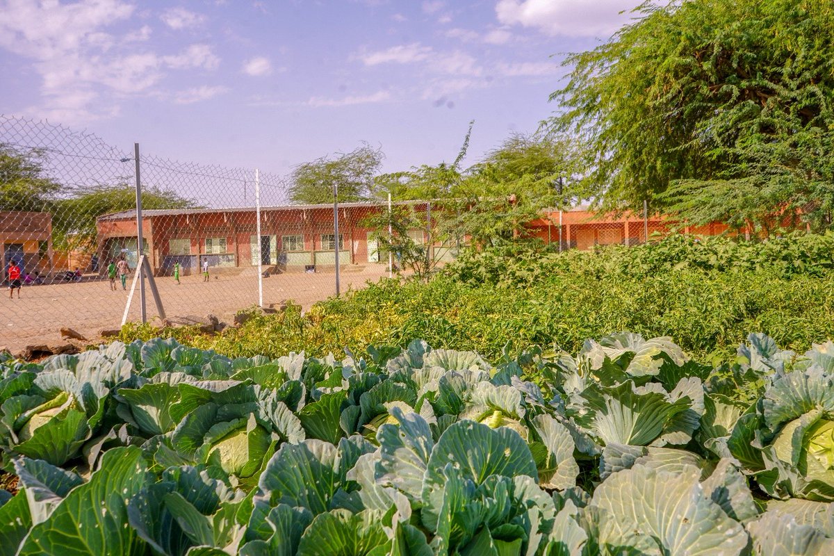 CanEmbBFA's tweet image. #InternationalEducationDay 📚 

In 2025, 95,747 students in 437 schools in #BurkinaFaso 🇧🇫 received  6.8 million meals 🥘thanks to #schoolmeals and  #localprocurement of @WFP_BurkinaFaso, funded by @CanadaDev.

Canada 🇨🇦 is proud to support #education.🗺️