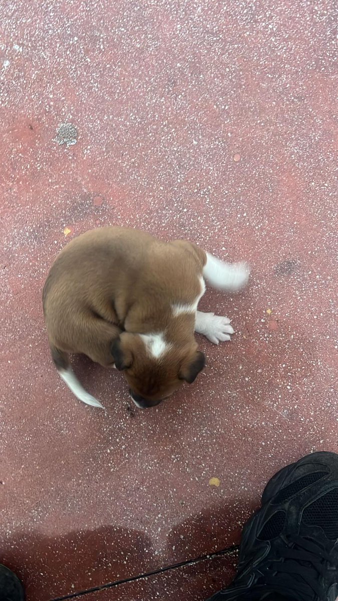 🔴🔴🔴 Esta perrita de aproximadamente 1️⃣ mes o menos necesita #acogida.
Si puedes acogerla, envía un 📧 con tu 📞 a acogidasmalakitas@gmail.com
Te llamaremos enseguida y te explicaremos.
Acoge‼️
Ayúdanos a salvar vidas‼️ #AdoptaNoCompres #perros #cachorros