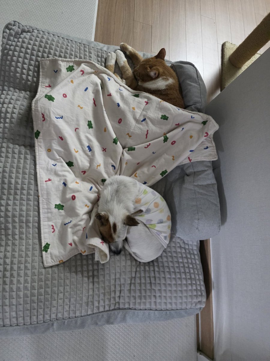 이불밖은 위험해!!!!!!!!!!!!!!!!!!!!!!!!!!!!!!!!🥶